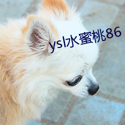 ysl水(shuǐ)蜜桃86