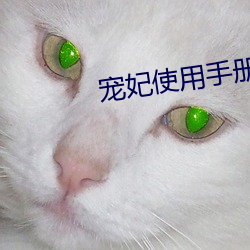 宠妃(fēi)使用手册