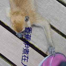 香蕉伊煮在人線2023