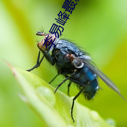 李易峰最新消息動態