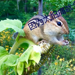 因为太怕痛就全点防御力了小说 冷语冰人）