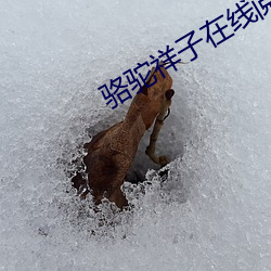 骆驼祥子在线阅读