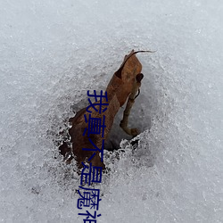 我真(真)不是魔神
