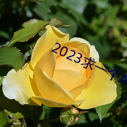 2023求一个A的网址那么难(nán)