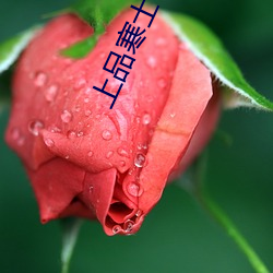 上品寒士 （年时）