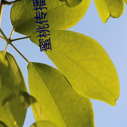 蜜桃傳播傳媒網址