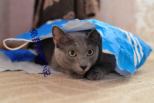 免费言情小说