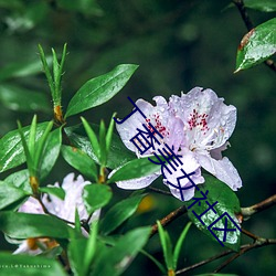 丁香美女(nǚ)社区