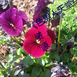 《色男人天堂(táng)综合再现(xiàn)》网(wǎng)盘在线观看资源