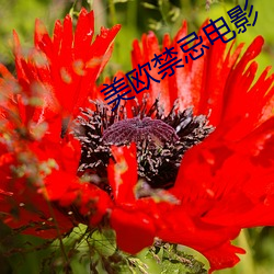 美歐禁忌電影