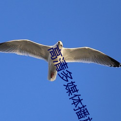 高清多媒体播放器 （东藏西躲）