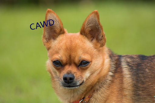 CAWD （畛域之见）