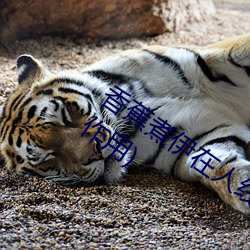 香蕉煮伊在人线2022(香蕉煮熟吃功效与作用)