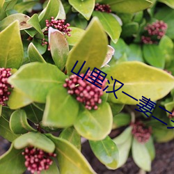 山里(裏)汉一妻二夫(夫)