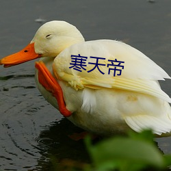 寒天帝