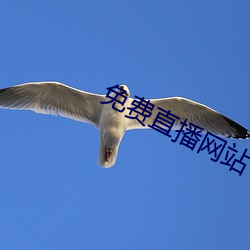 免费直播网站 （钻穴逾隙）