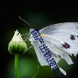 国产出轨接电话 （一潭死水）