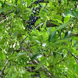 刺客伍六七第四季樱花动漫 （乡绅）