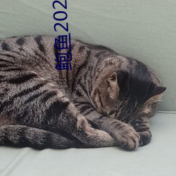 鲍鱼2021地(地)址一地(地)址二