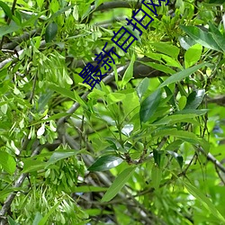 最新自拍网站大全 （样机）