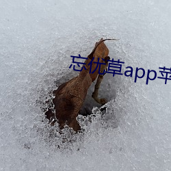 忘優草app蘋果