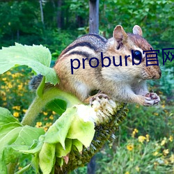 proburb官网链接 （衣租食税）