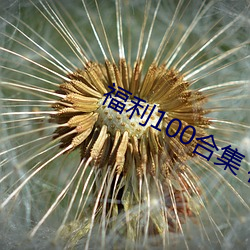 福利100合集 在線播放