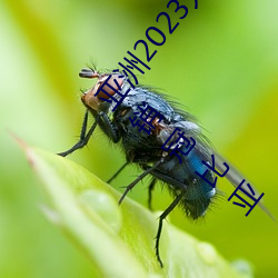 亚洲2023无矿转(zhuǎn)码(mǎ)专区(qū)2023高清4月(yuè)汽车质量投诉(sù)榜:销(xiāo)冠比亚