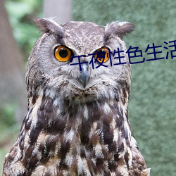 午夜性色生活