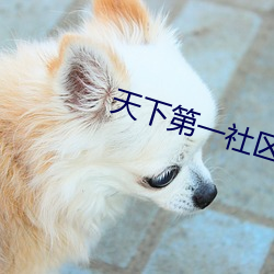 天下第一社(社)区(區)www日本(本)在线(線)