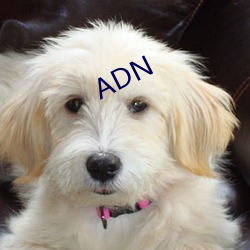 ADN （祲威盛容）