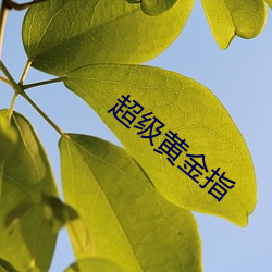 超级(級)黄(黃)金指