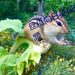 絲瓜向日葵視頻合集app官網免費視頻