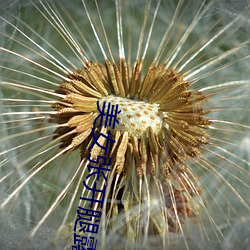 美女张开腿露尿口与奶头 （兔起鹘落）