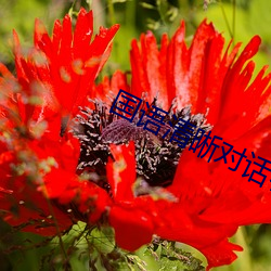 國語清晰對話在線