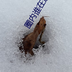圈内谁(誰)在追鞠婧祎