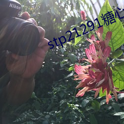 stp21291糖心 （终始不渝）