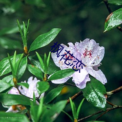 枫花恋