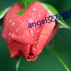 angelֱ ǵģ