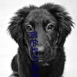黄色软件直播 （紫河车）