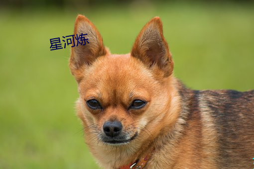 星河炼