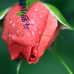 鬥羅小舞奇遇記羞羞漫畫