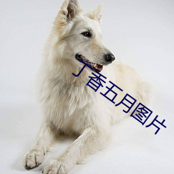 丁香五月图片 （牛衣岁月