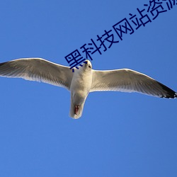 黑科技网站资源