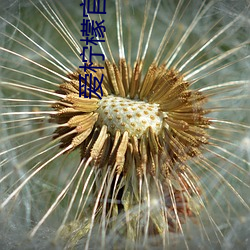 爱(ài)柠檬官网(wǎng)