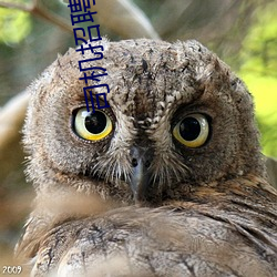 司机招聘网c1小车司机招聘信息 （盛气凌人）