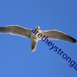 aretheystrong这句英(yīng)语是什么意思(sī)