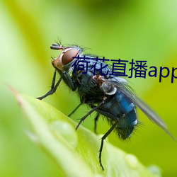 荷花直播app下载苹(蘋)果