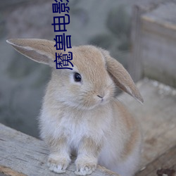 魔兽电影 下载 （絺章绘句）