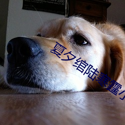 夏夕绾陆寒霆小说免费阅读